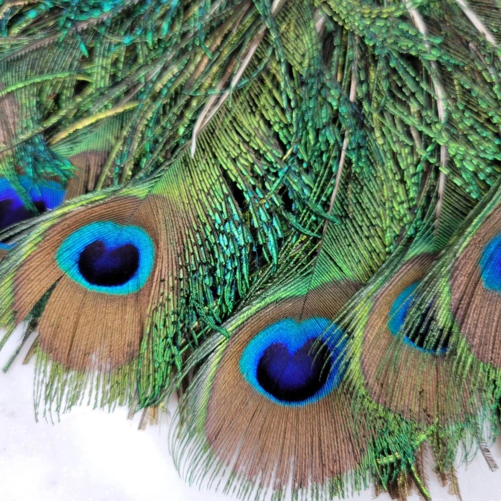 Vintage Peacock Feather Fan 12